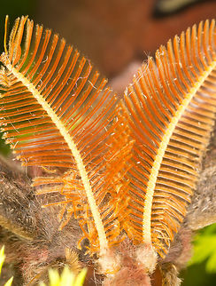 Atlas Moth (Attacus atlas)* These are the antennas of the Atlas Moth.

* Photograph taken at the MONTREAL SPACE for LIFE.

 Atlas Moth,Attacus atlas,Canada,Geotagged,Spring