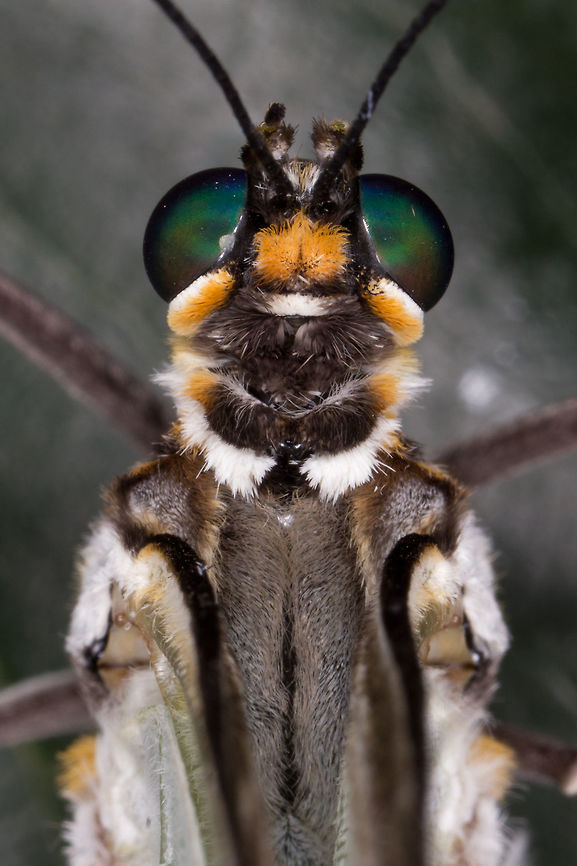 White Morpho - (Morpho polyphemus)* * Photograph taken at the MONTREAL SPACE for LIFE. Canada,Geotagged,Morpho polyphemus,Spring,White Morpho