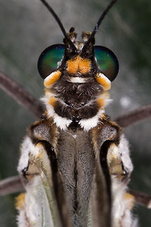 White Morpho - (Morpho polyphemus)* * Photograph taken at the MONTREAL SPACE for LIFE. Canada,Geotagged,Morpho polyphemus,Spring,White Morpho