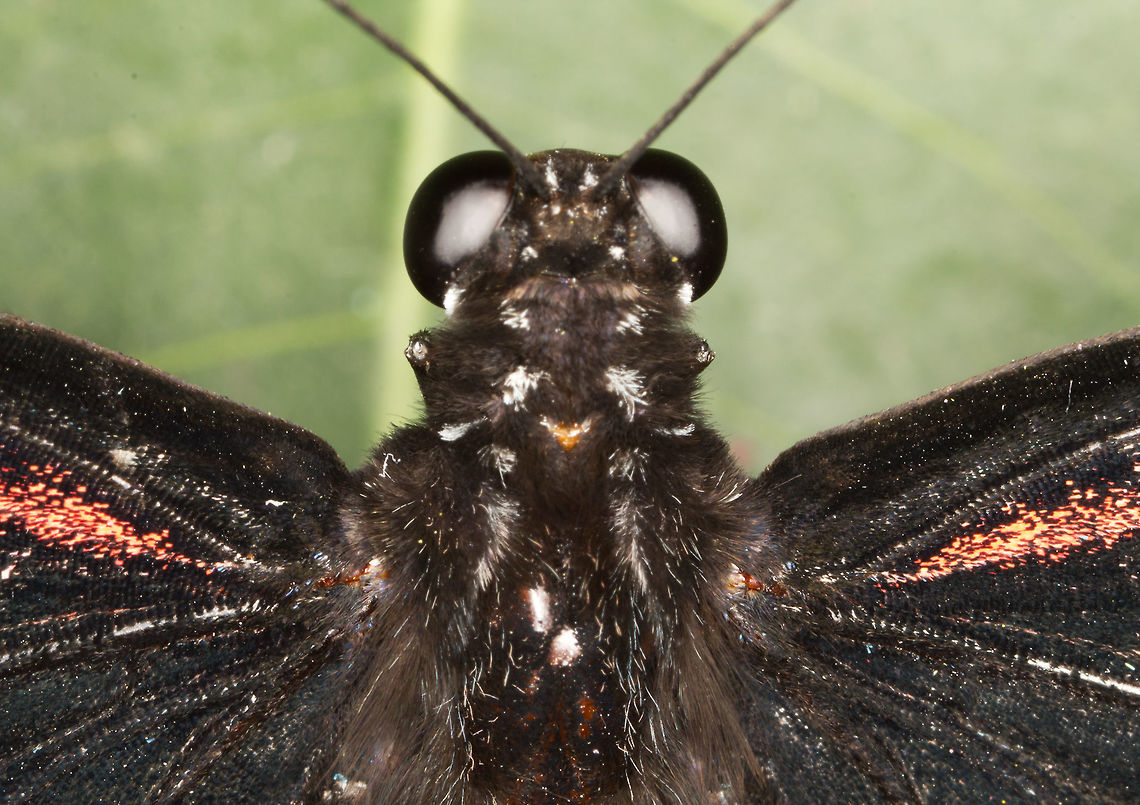 Great Mormon - female - (Papilio memnon)* * Photograph taken at the MONTREAL SPACE for LIFE. Canada,Geotagged,Great Mormon,Papilio memnon,Spring