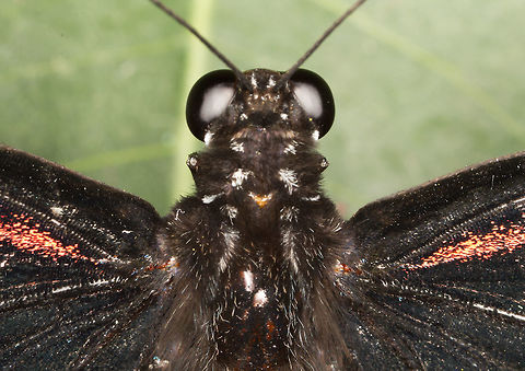 Great Mormon - female - (Papilio memnon)* * Photograph taken at the MONTREAL SPACE for LIFE. Canada,Geotagged,Great Mormon,Papilio memnon,Spring