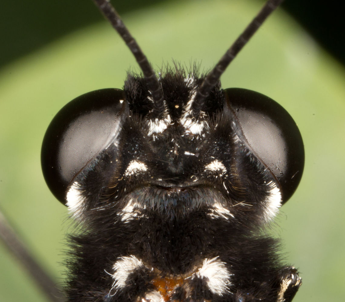 Great Yellow Mormon - male -  (Papilio lowi)* * Photograph taken at the MONTREAL SPACE for LIFE. Canada,Geotagged,Great Yellow Mormon,Papilio lowi,Spring