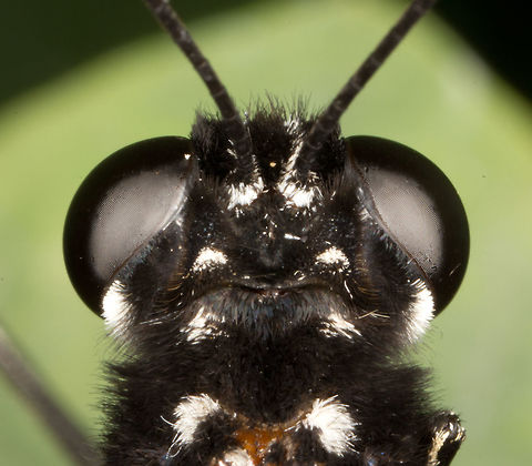 Great Yellow Mormon - male -  (Papilio lowi)* * Photograph taken at the MONTREAL SPACE for LIFE. Canada,Geotagged,Great Yellow Mormon,Papilio lowi,Spring