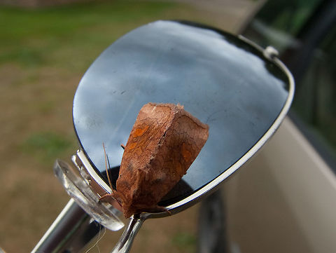 A moth that picked the wrong type of shade!  Blurred,Geotagged,Medium Quality,Summer,United States