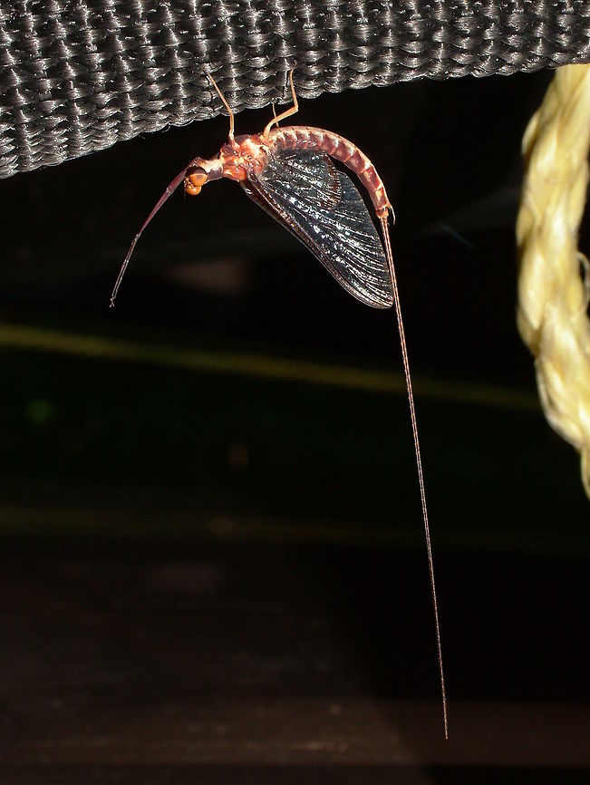 Mayfly or Ephemera Ephemera is probably given to this insect as it has a very short lifespan. This picture was taken on top of the car which was holding two canoes side by side. Geotagged,Summer,United States