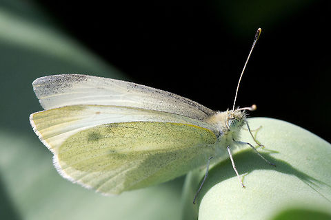 Small White (Pieris rapae)  Canada,Geotagged,Pieris rapae,Small White,Spring