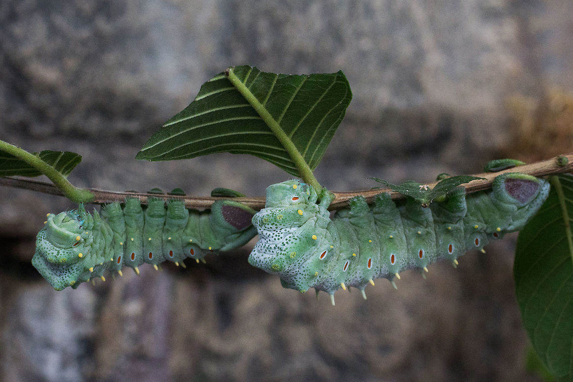 Atlas Moth Caterpillars, Attacus atlas* * Photograph taken at the MONTREAL SPACE for LIFE.  Atlas Moth,Attacus atlas,Canada,Geotagged,Spring