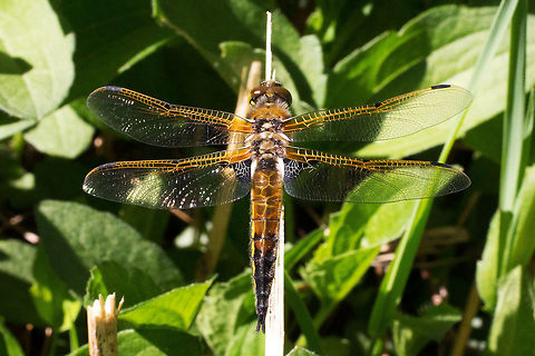 Four-spotted Chaser,   Libellula quadrimaculata  Canada,Four-spotted Chaser,Geotagged,Libellula quadrimaculata,Spring