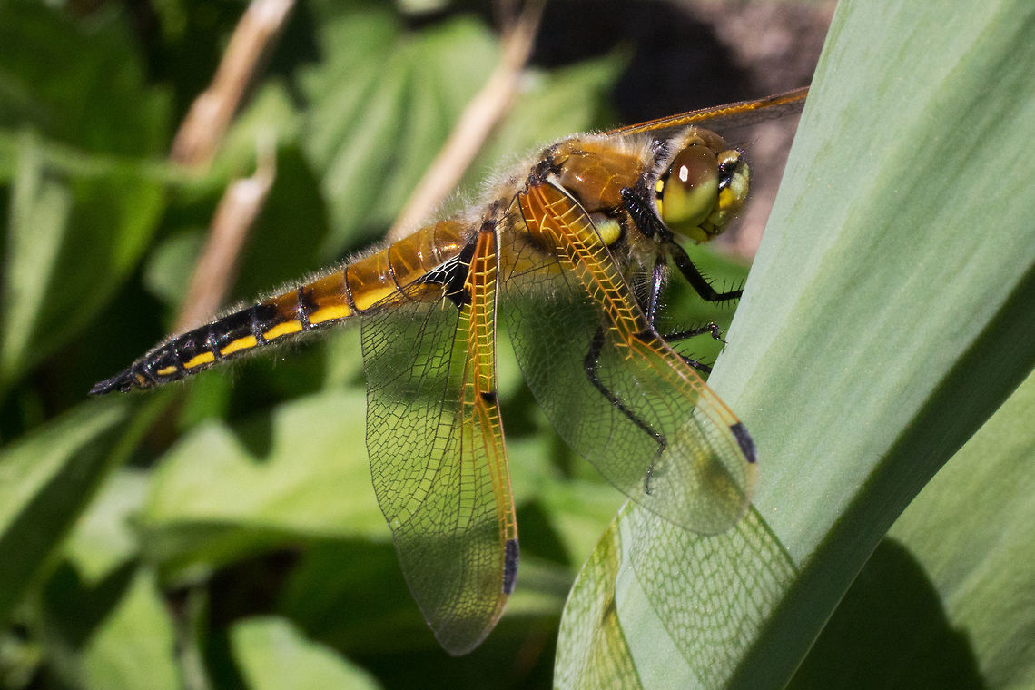 Four-spotted Chaser,  Libellula quadrimaculata  Canada,Four-spotted Chaser,Geotagged,Libellula quadrimaculata,Spring