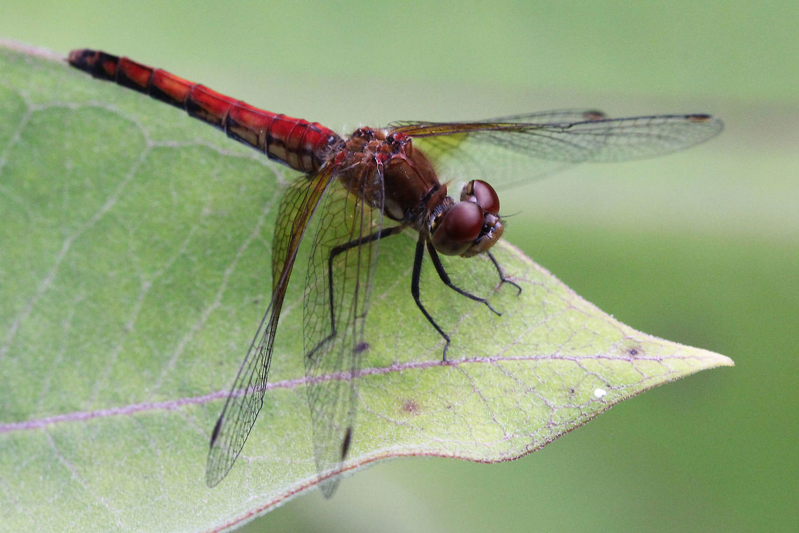 Band-winged meadowhawk,    (Sympetrum semicinctum)  Band-winged meadowhawk,Canada,Geotagged,Summer,Sympetrum semicinctum