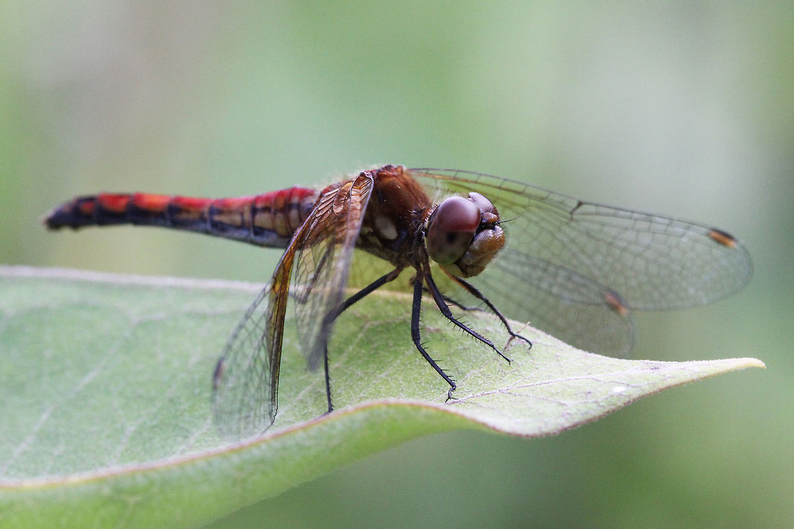 Band-winged meadowhawk,   (Sympetrum semicinctum)  Band-winged meadowhawk,Canada,Geotagged,Summer,Sympetrum semicinctum