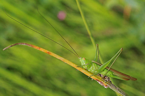 Slender Meadow Katydid - f,   (Conocephalus fasciatus)  Canada,Conocephalus fasciatus,Geotagged,Slender Meadow Katydid,Summer