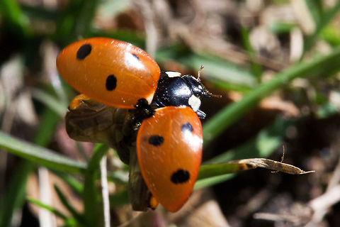 Seven-spot ladybird,      (Coccinella septempunctata) It is out of focus but it is unfolding its wings in order to fly away because I came too close to it. Canada,Coccinella septempunctata,Geotagged,Seven-spot ladybird,Spring