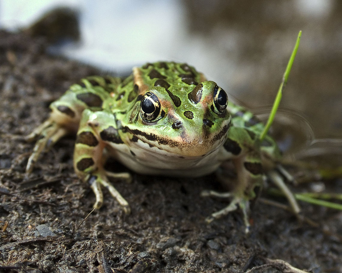 Northern leopard frog,  (Lithobates pipiens)  Canada,Geotagged,High Quality,In Focus,Lithobates pipiens,Long Shot,Northern leopard frog,One Face,Summer