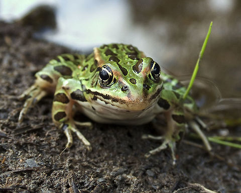 Northern leopard frog,  (Lithobates pipiens)  Canada,Geotagged,High Quality,In Focus,Lithobates pipiens,Long Shot,Northern leopard frog,One Face,Summer