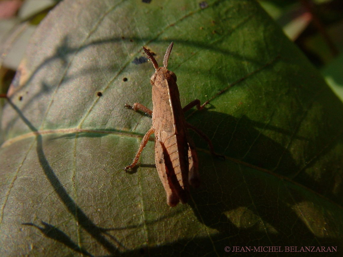 Northern green-striped grasshopper nymph , (Chortophaga viridifasciata) This one is so young it does not have wings yet. Chortophaga viridifasciata,Greenstriped Grasshopper