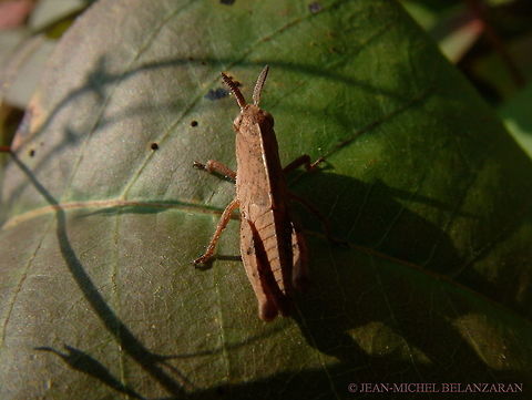 Northern green-striped grasshopper nymph , (Chortophaga viridifasciata) This one is so young it does not have wings yet. Chortophaga viridifasciata,Greenstriped Grasshopper