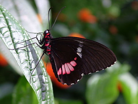 Iphidamas Cattleheart,   (Parides iphidamas)* * Photograph taken at the MONTREAL SPACE for LIFE. Canada,Geotagged,Iphidamas Cattleheart,Parides iphidamas,Winter