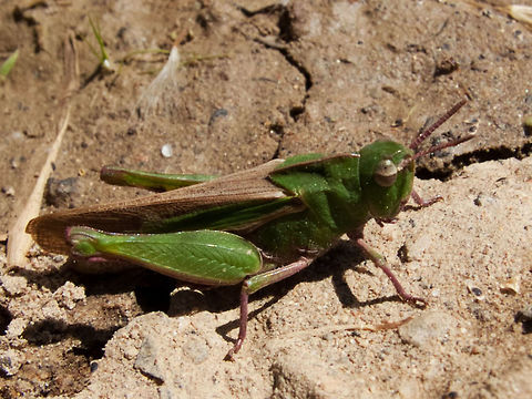 Northern green-striped grasshopper,  (Chortophaga viridifasciata)  Canada,Chortophaga viridifasciata,Geotagged,Greenstriped Grasshopper,High Quality,In Focus,Spring
