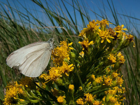 Small White, (Pieris rapae)  Canada,Geotagged,High Quality,In Focus,Pieris rapae,Small White,Summer