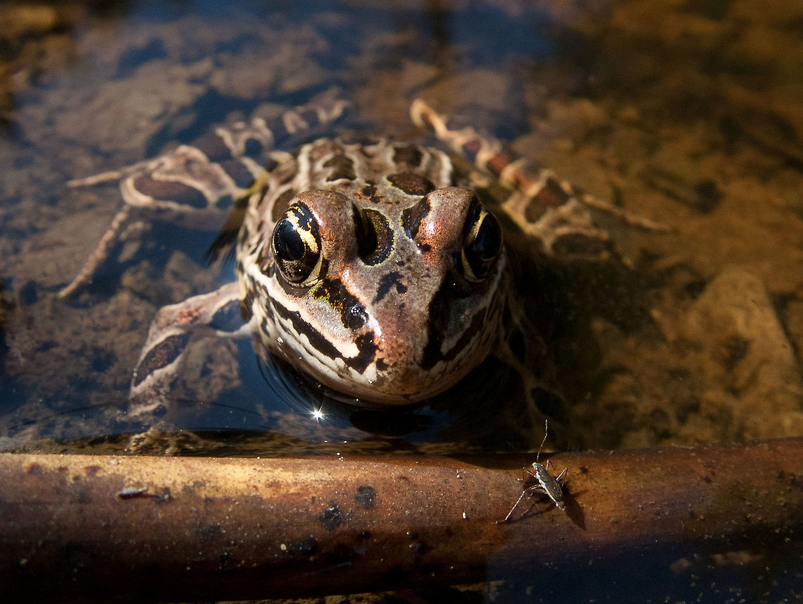 Northern leopard frog, (Lithobates pipiens)  Canada,Geotagged,High Quality,In Focus,Lithobates pipiens,Low Contrast,Medium Quality,Northern leopard frog,Summer