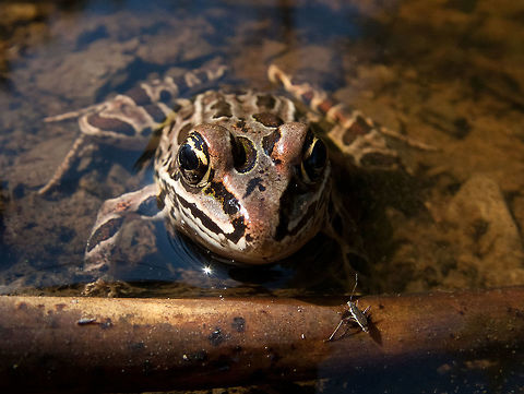 Northern leopard frog, (Lithobates pipiens)  Canada,Geotagged,High Quality,In Focus,Lithobates pipiens,Low Contrast,Medium Quality,Northern leopard frog,Summer
