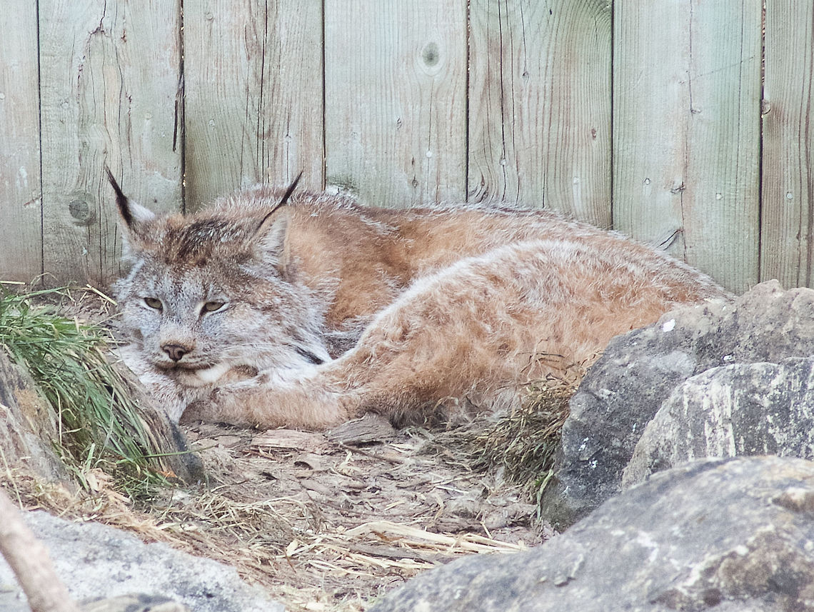 Canada lynx, (Lynx Canadensis)  Canada,Canada lynx,Geotagged,High Quality,In Focus,Low Contrast,Lynx canadensis,Spring