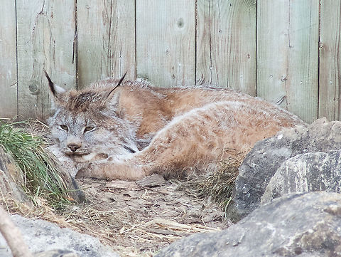 Canada lynx, (Lynx Canadensis)  Canada,Canada lynx,Geotagged,High Quality,In Focus,Low Contrast,Lynx canadensis,Spring