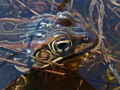 Northern leopard frog, (Lithobates pipiens)  Canada,Geotagged,High Quality,In Focus,Lithobates pipiens,Northern leopard frog,Spring