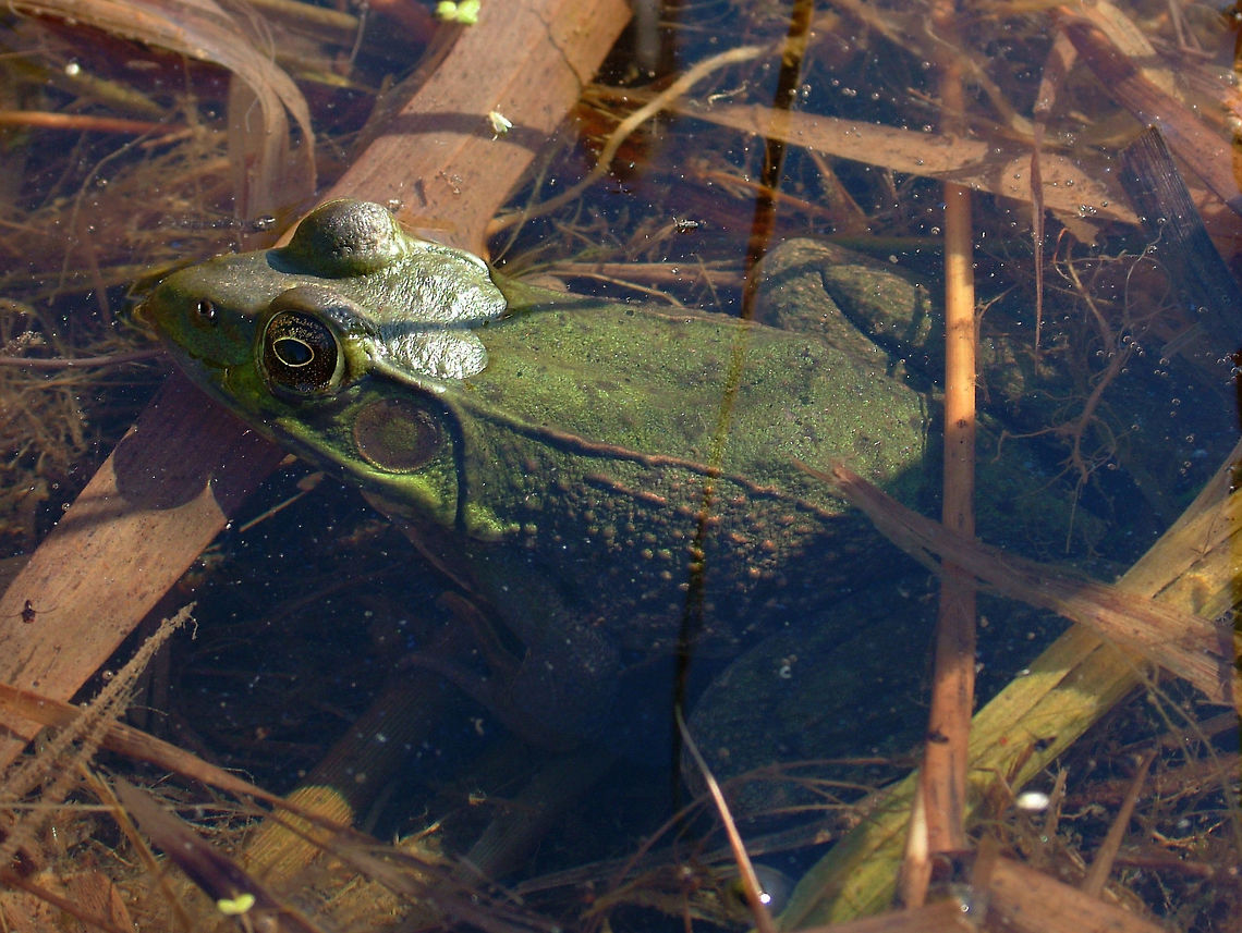 American bullfrog (Lithobates catesbeianus or Rana catesbeiana)  American Bullfrog,Canada,Geotagged,High Quality,In Focus,Rana catesbeiana,Spring