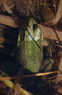 American bullfrog (Lithobates catesbeianus or Rana catesbeiana)  American Bullfrog,Canada,Geotagged,High Quality,In Focus,Long Shot,One Face,Rana catesbeiana,Spring