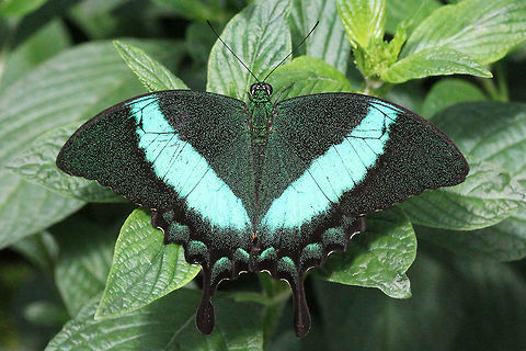 Emerald swallowtail, (papilio palinurus)* * Photograph taken at the MONTREAL SPACE for LIFE. Canada,Emerald Swallowtail,Geotagged,Papilio palinurus,Spring