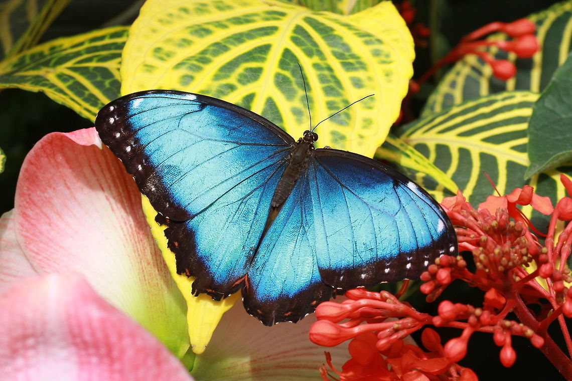 Blue morpho - Morpho helenor* * Photograph taken at the MONTREAL SPACE for LIFE. Canada,Geotagged,Helenor Morpho,Morpho helenor,Spring