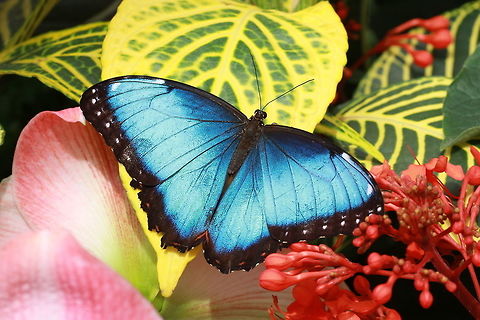 Blue morpho - Morpho helenor* * Photograph taken at the MONTREAL SPACE for LIFE. Canada,Geotagged,Helenor Morpho,Morpho helenor,Spring