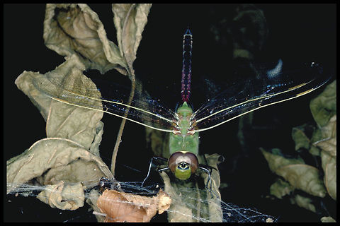 Common Green Darner, (Anax junius) This photograph was taken with a; Kodachrome 64 asa film, Minolta 50 mm MD macro lens, Minolta ring flash 80 px, Minolta X-700 body. Anax junius,Canada,Geotagged,Green Darner