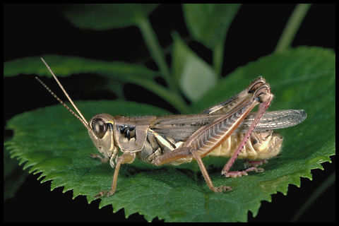 Red-Legged Grasshopper (Melanoplus femurrubrum) This photograph was taken with a; Kodachrome 64 asa film, Minolta 50 mm MD macro lens, Minolta ring flash 80 px, Minolta X-700 body. Canada,Geotagged,Melanoplus femurrubrum,Red-legged Grasshopper