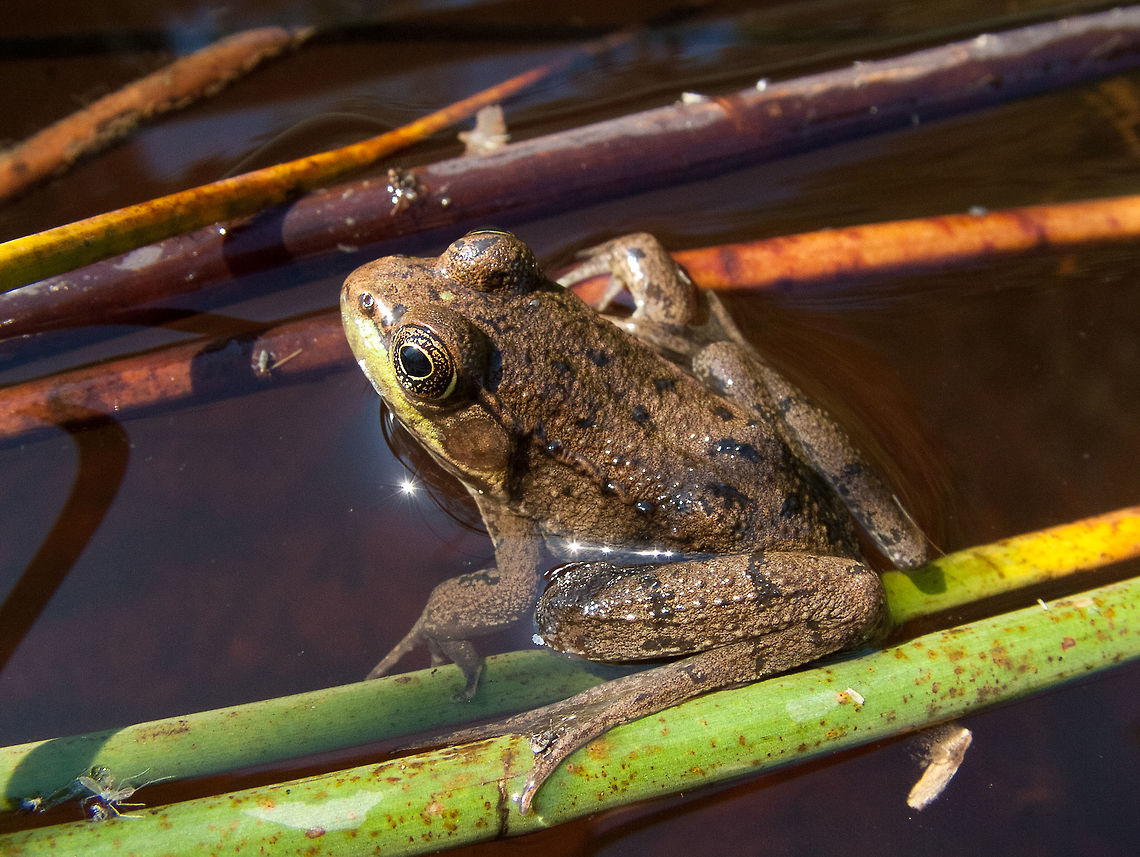 Northern green frog,   Lithobates clamitans melanota Young frog sitting on plants. Geotagged,High Quality,In Focus,Lithobates clamitans melanota,Northern green frog,Summer,United States
