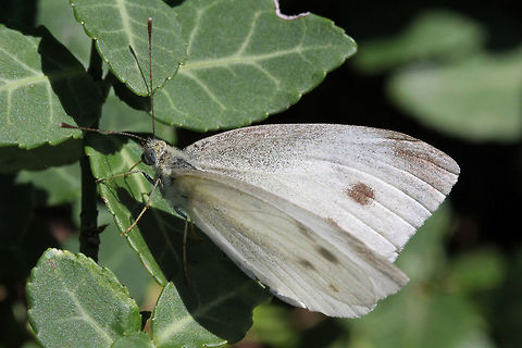 Small White (Pieris rapae)  Canada,Geotagged,Pieris rapae,Small White,Summer