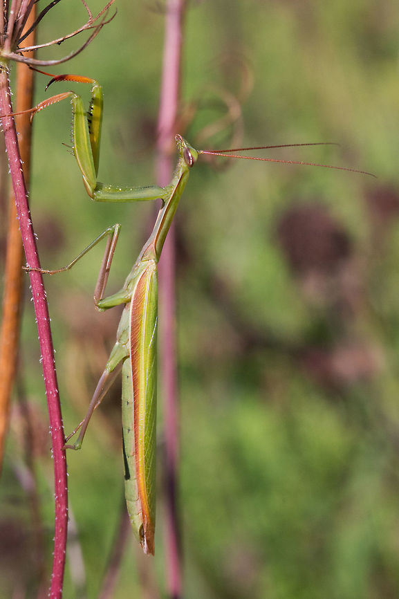European Mantis, Male, Mantis religiosa  Canada,European Mantis,Geotagged,Mantis religiosa,Summer