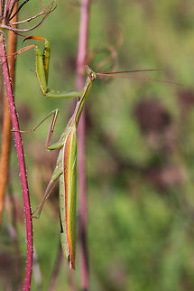 European Mantis, Male, Mantis religiosa  Canada,European Mantis,Geotagged,Mantis religiosa,Summer