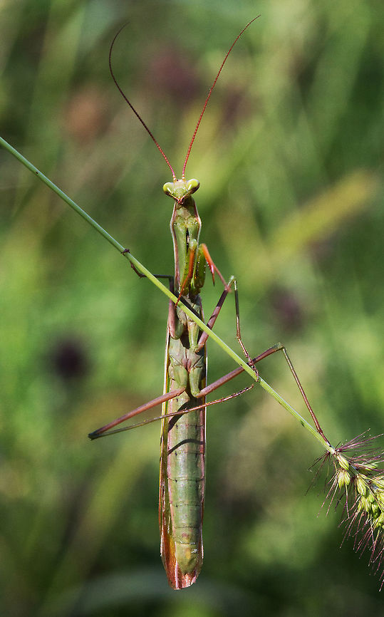 European Mantis, Male, Mantis religiosa  Canada,European Mantis,Geotagged,Mantis religiosa,Summer
