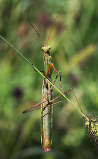 European Mantis, Male, Mantis religiosa  Canada,European Mantis,Geotagged,Mantis religiosa,Summer