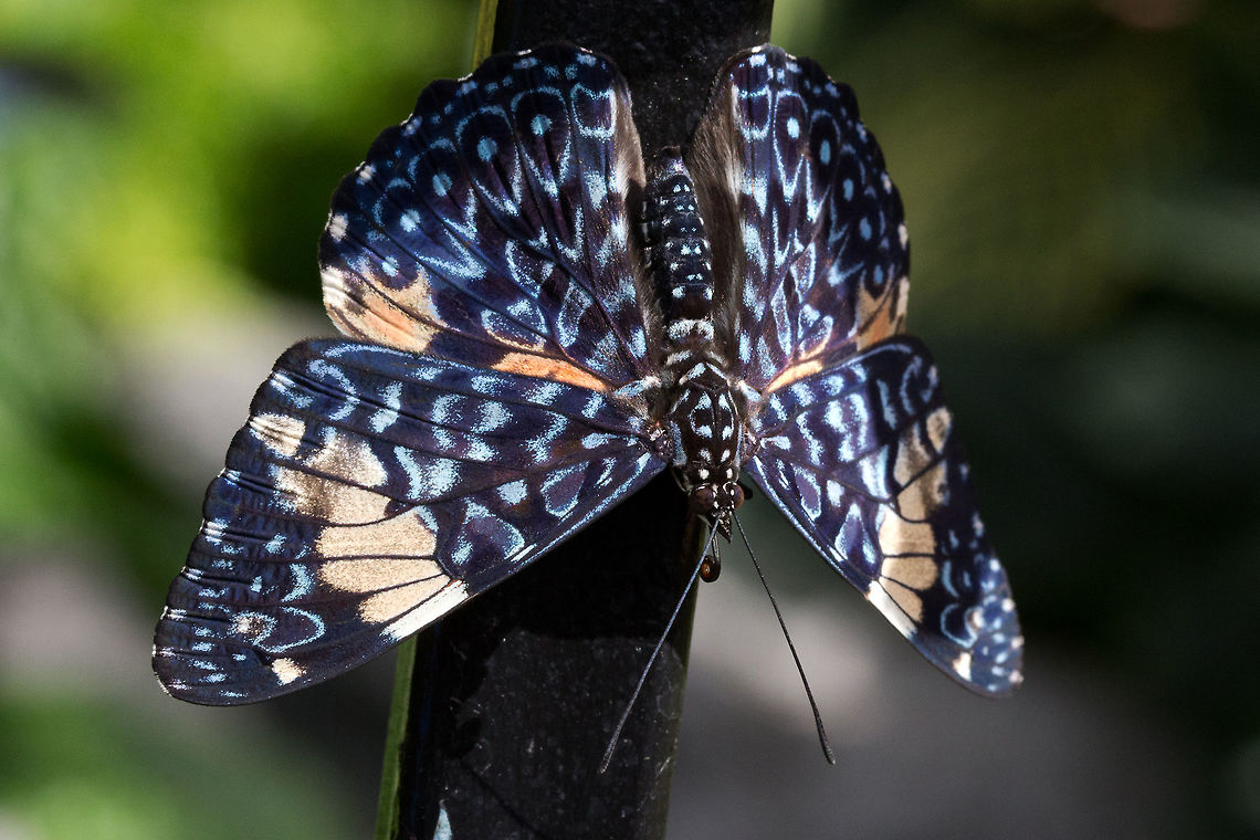Red Cracker, Hamadryas amphinome* * Photograph taken at the MONTREAL SPACE for LIFE. Canada,Geotagged,Hamadryas amphinome,Red Cracker,Winter