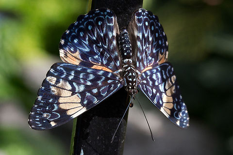Red Cracker, Hamadryas amphinome* * Photograph taken at the MONTREAL SPACE for LIFE. Canada,Geotagged,Hamadryas amphinome,Red Cracker,Winter