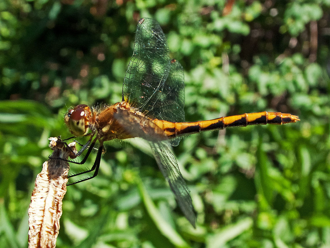 White-faced Meadowhawk, (Sympetrum obtrusum)  Canada,Geotagged,High Quality,In Focus,Summer,Sympetrum obtrusum,White-faced Meadowhawk
