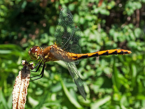 White-faced Meadowhawk, (Sympetrum obtrusum)  Canada,Geotagged,High Quality,In Focus,Summer,Sympetrum obtrusum,White-faced Meadowhawk