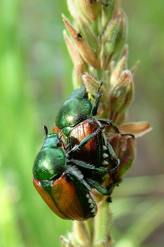 Japanese Beetle, (Popillia japonica)  Blurred,Geotagged,High Quality,Japanese Beetle,Popillia japonica,Summer,United States