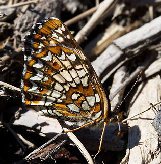 Harriss Checkerspot, (Chlosyne harrisii)  Canada,Chlosyne harrisii,Geotagged,Harriss Checkerspot,Spring