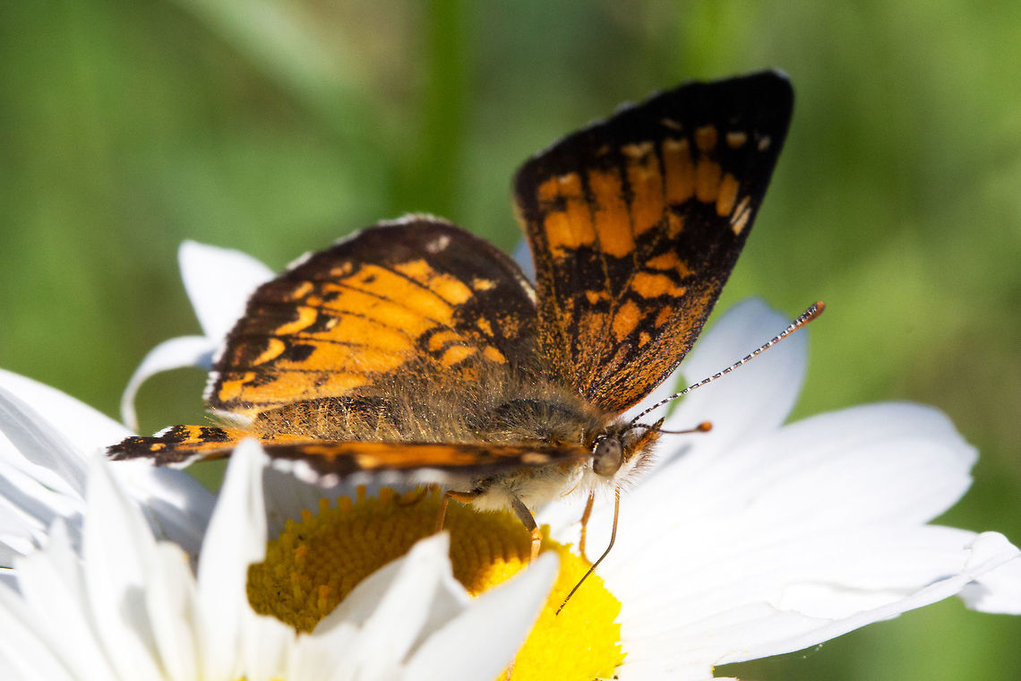 Harriss Checkerspot, (Chlosyne harrisii)  Canada,Chlosyne harrisii,Geotagged,Harriss Checkerspot,Spring