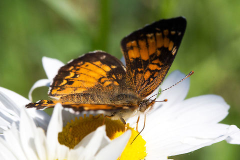 Harriss Checkerspot, (Chlosyne harrisii)  Canada,Chlosyne harrisii,Geotagged,Harriss Checkerspot,Spring